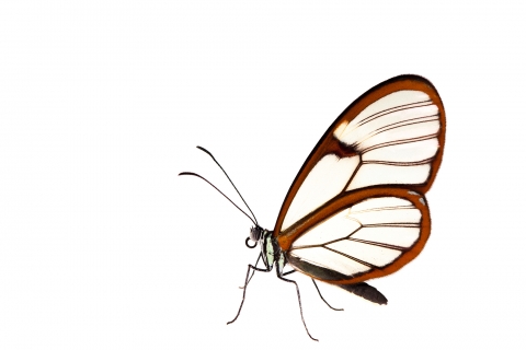 Costa Rica Entomological Supply | Species - Greta oto